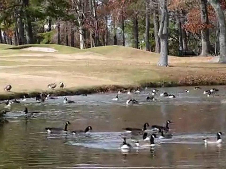 Geese