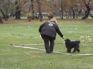 dandy cavage capdenac