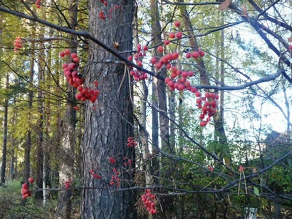 Чудо-грибы наших лесов