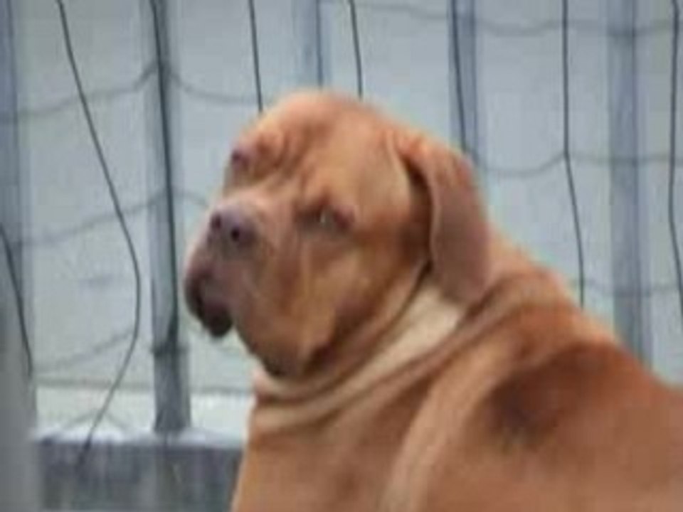 dogue de bordeaux