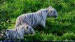 Deux bébés tigres blancs sont nés près de Lisieux