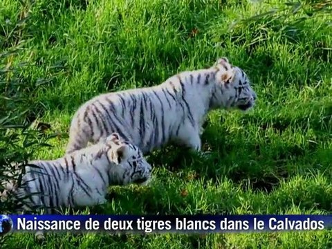 Deux bébés tigres blancs sont nés près de Lisieux