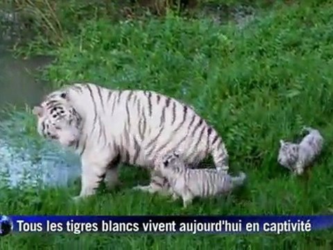 Les premiers pas des deux bébés tigres blancs en vidéo