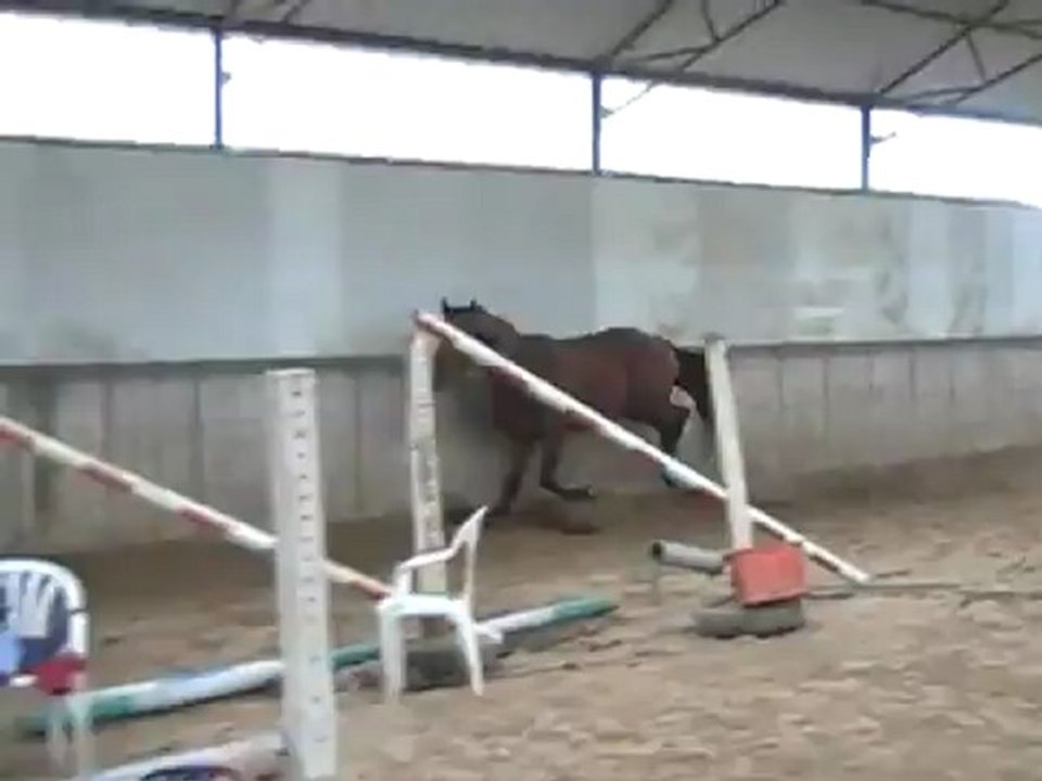 hongre  par griseldi L X caesar van de helle 2