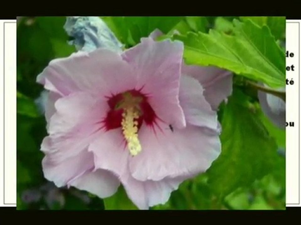 Avis de décès de décès AVIS  Paris