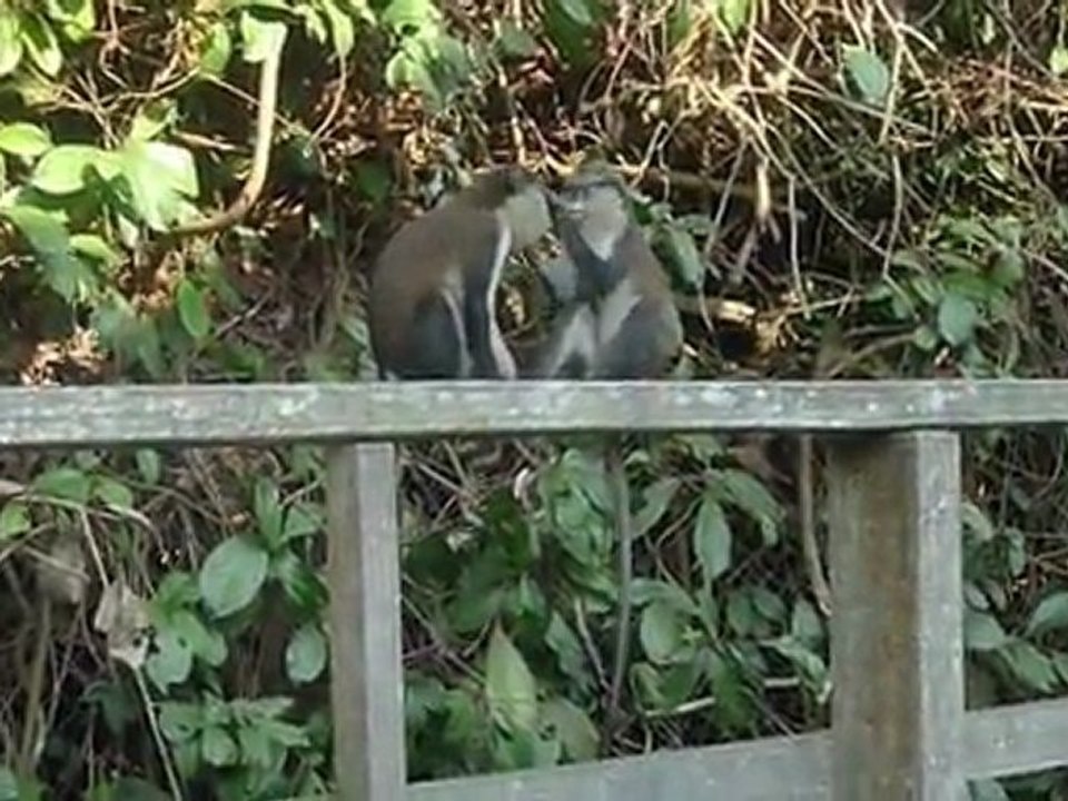 Duo de singes
