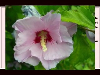 Death announcement de décès AVIS  Paris