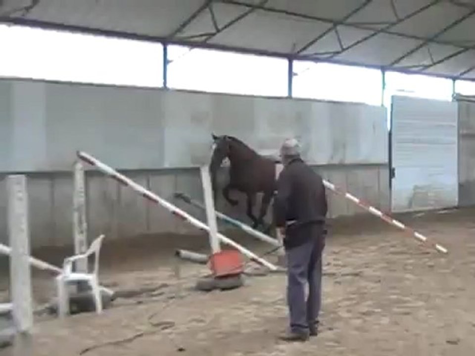 hongre  par griseldi L X caesar van de helle