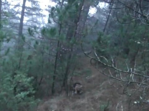 Sortie du 4 décembre 2011 a Ispagnac rapproché de 9 beagles