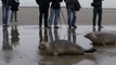 Trois jeunes phoques relâchés sur la plage de Calais