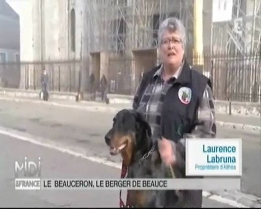 Midi en France Le beauceron, le berger de Beauce