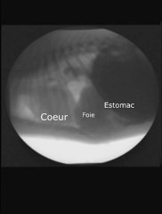 Hernie hiatale Fluoroscopie | L'étudiant Vétérinaire