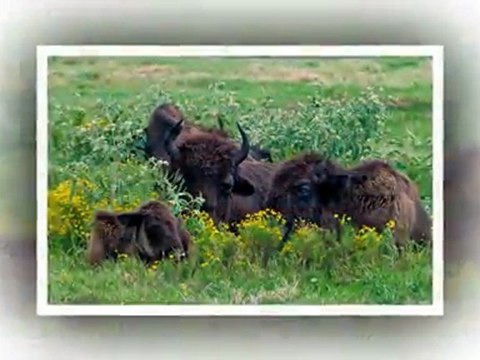 Shelby Farms Memphis, TN