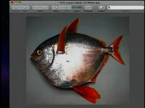 Evrim teorisini bitiren fosiller _ Lampris balığı ve Trilobit fosili