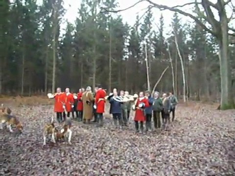 La chasse à courre du cerf : les honneurs