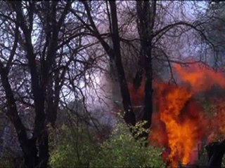 Cat Run Streaming VF