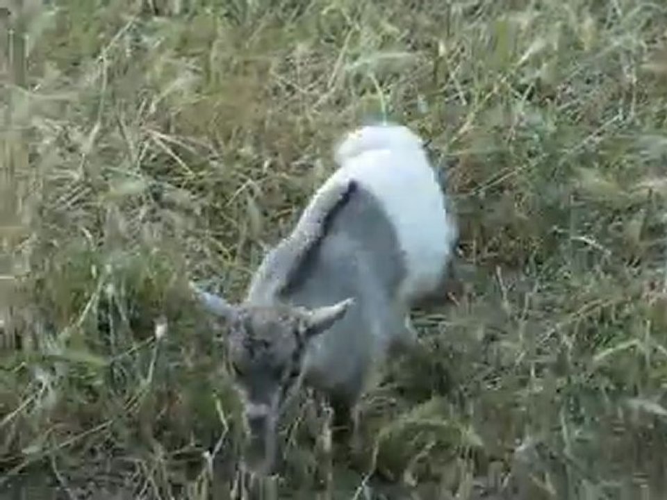Elevage des Tourelles - Galipette au sevrage