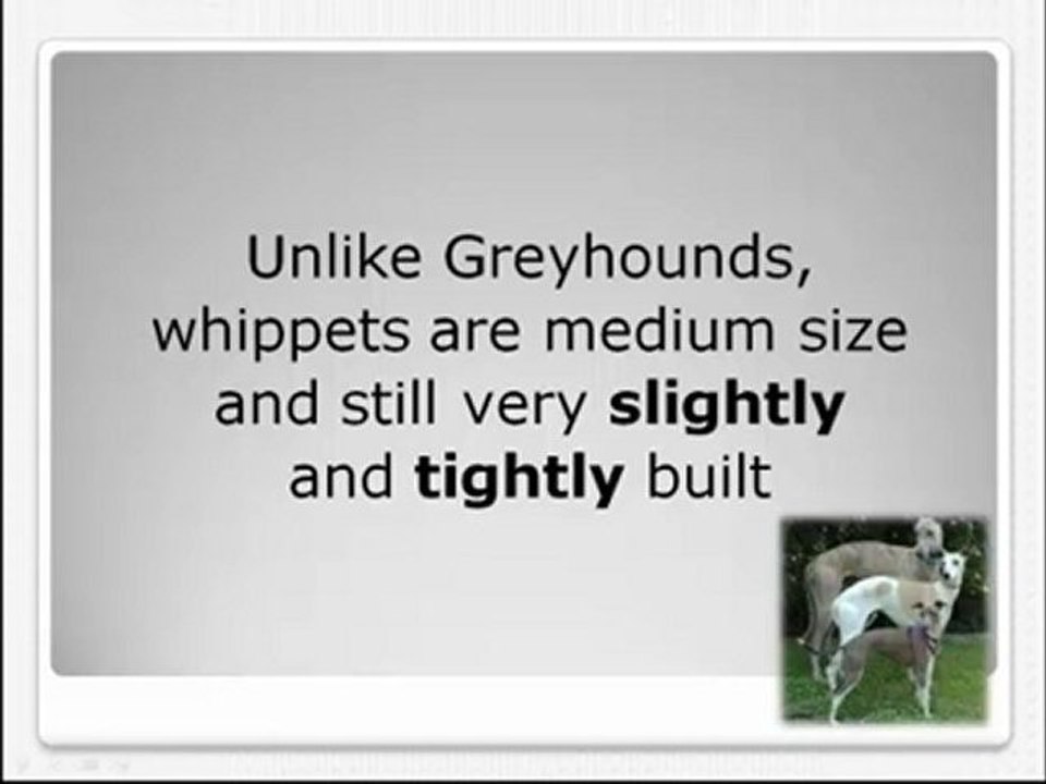 Compere Whippet and Greyhound
