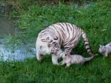 White tiger gives birth to two cubs in French zoo