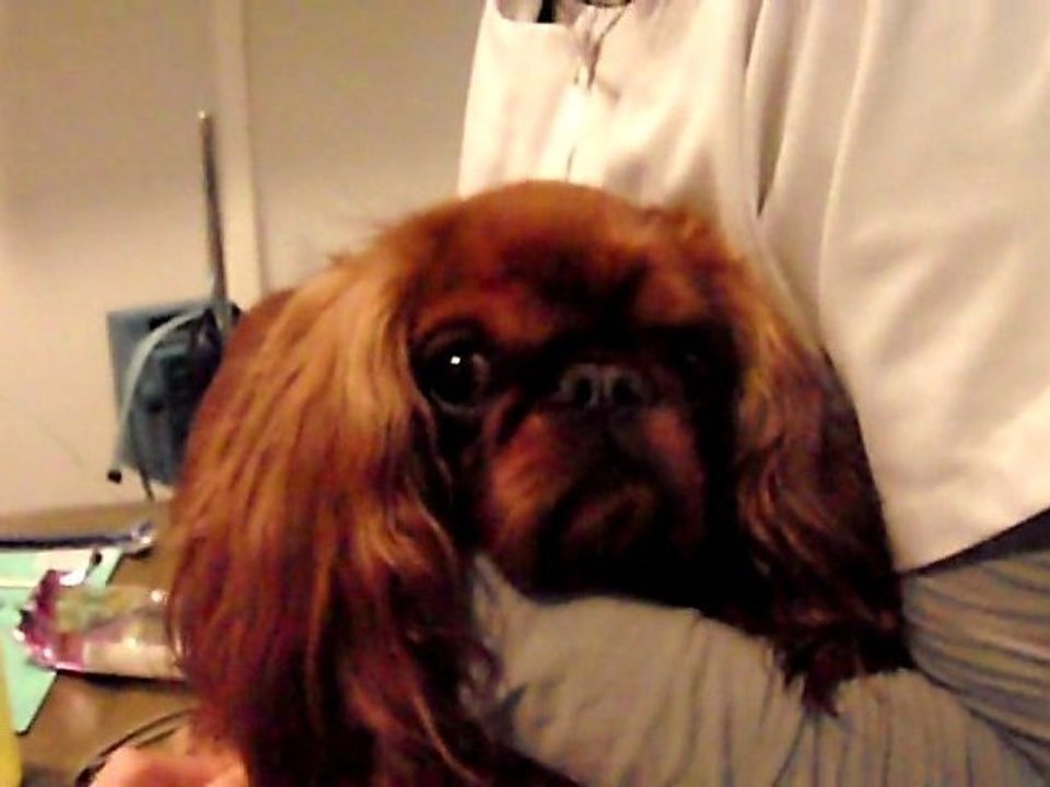 Vet School 1 DEC2011