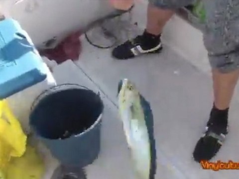 Pesca de llampugas al currican en la Isla Grosa