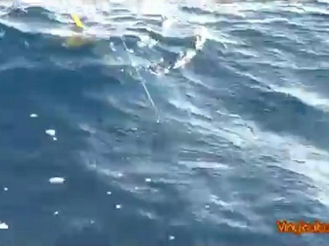 En busca de las llampugas - Vídeo captura