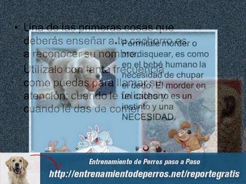 Secretos del Entrenamiento de Perros o Adiestramiento Canino