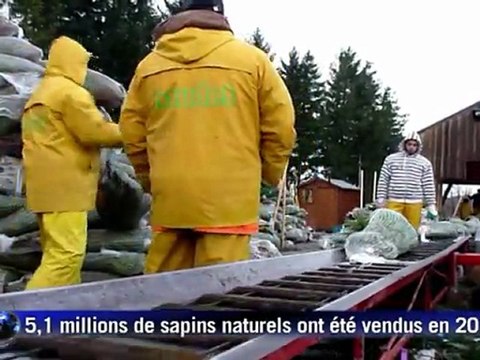 Au coeur du Morvan, dernières expéditions de sapins de Noël avant les fêtes