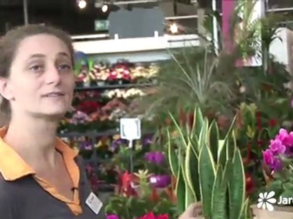 Le JT vert du 07 décembre 2011