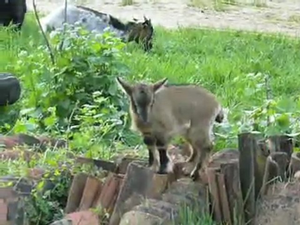 Elevage des Tourelles - Galia sous le vent !