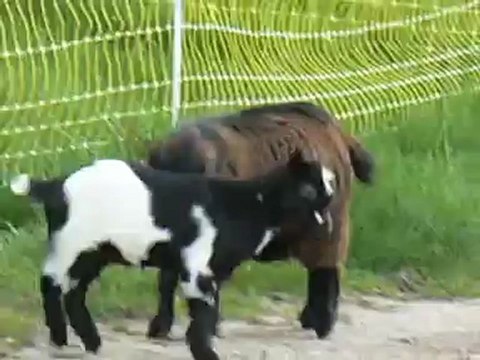 Elevage des Tourelles - Guismo s'amuse avec Ebène