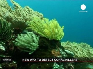 Diagnóstico eficaz para arrecifes marinos