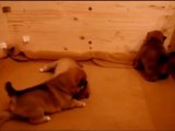 Portée Shiba Inu : Puppy Jour 21