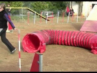 Buck Agility  St Martin de Crau 04/12/11