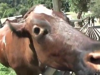 Broke Guy Day Care: Little Farm in Tilden Park
