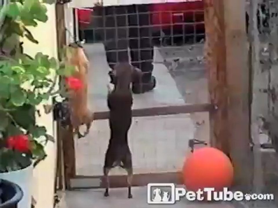 Chihuahua Breakout