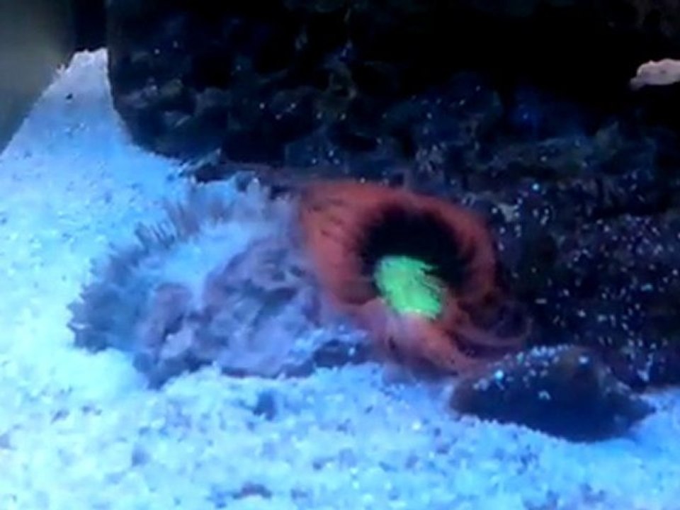 tüp anemonum