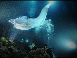 Intova Meganova Torch