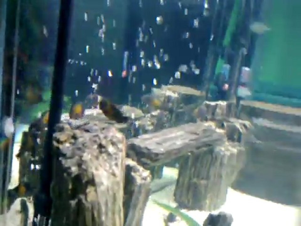 F0 TROPHEUS KASAKALAWE AKVARYUMUM