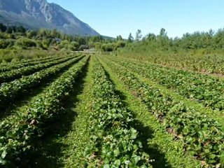 Eu Mesmo & Eu - Estou Indo(edit)