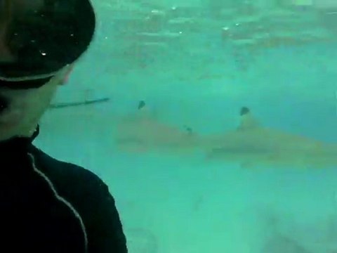 les raies, les requins et moi