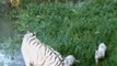 Dos nuevos cachorros de tigre blanco en el Zoológico de Francia