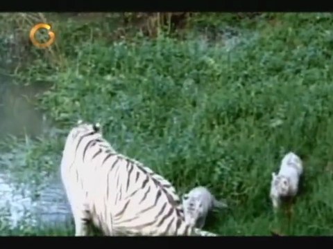 Dos nuevos cachorros de tigre blanco en el Zoológico de Francia