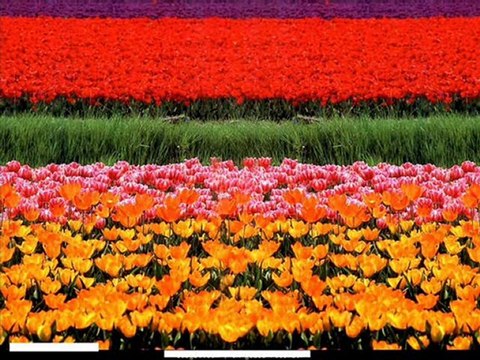 süper müzikler müslüm gürses @ MEHMET ALİ ARSLAN Videos