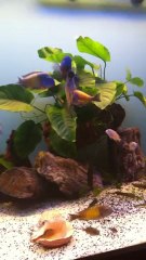 KASAKALAWE VE YAVRULARI