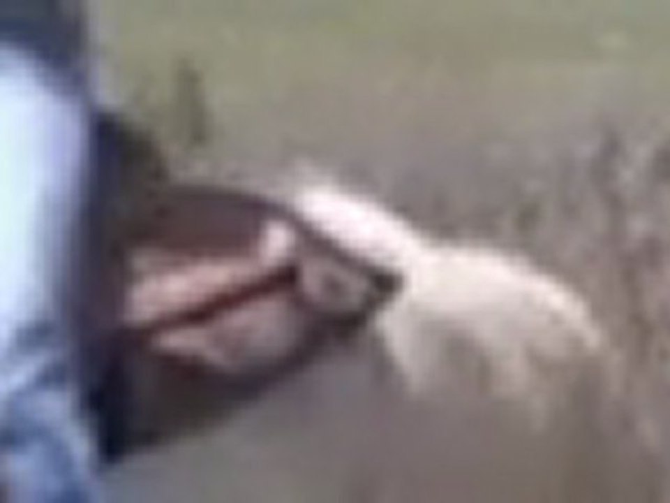 Competitive Trail Riding Competition Tips