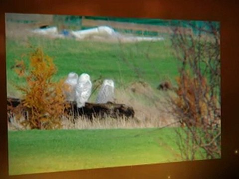 Top Deal Review - Bushnell Tour V2 Golf Laser Rangefinder