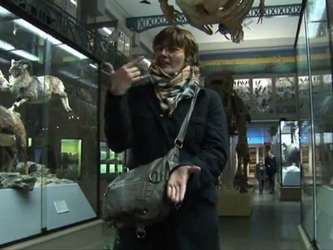 Les oiseaux et les prédateurs au musée d'Histoire naturelle de Lille