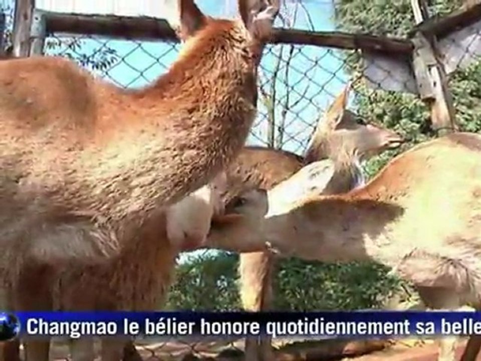 Les Chinois émus par les amours d'un bélier et d'une biche