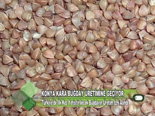 KONYA KARA BUĞDAY ÜRETİMİNE GEÇİYOR 01 12 2011